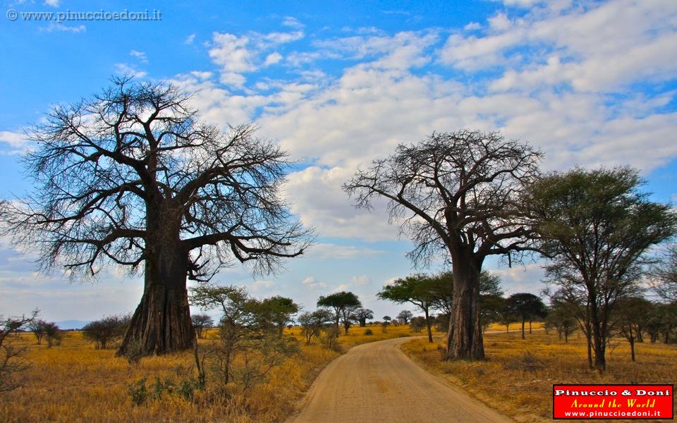 TANZANIA - Tarangire National Park - 07.jpg